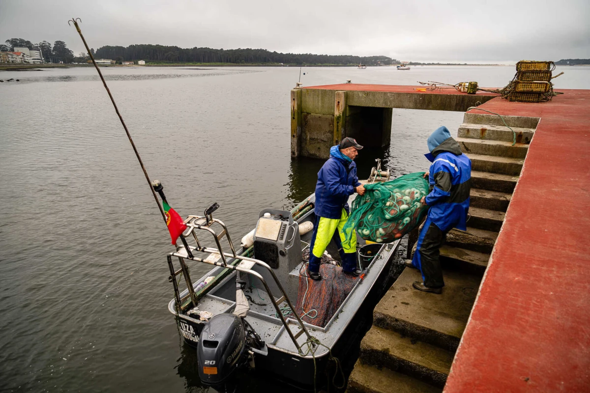 Época da lampreia em 2025 começou marcada pela escassez e preços elevados, a bater em máximos históricos de 100 e 120 euros por exemplar