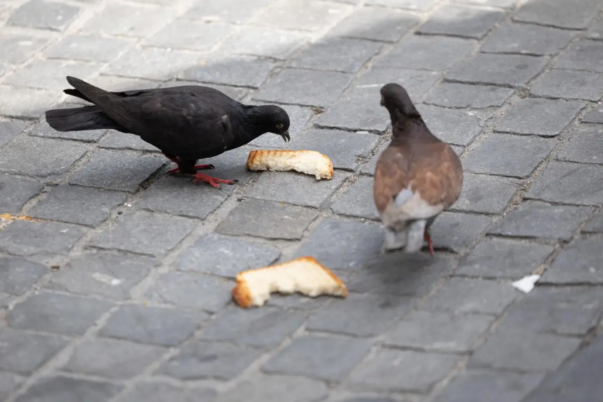 O departamento científico universitário liderado pela filha mais nova de Putin está a trabalhar na criação de "pombos-espiões"