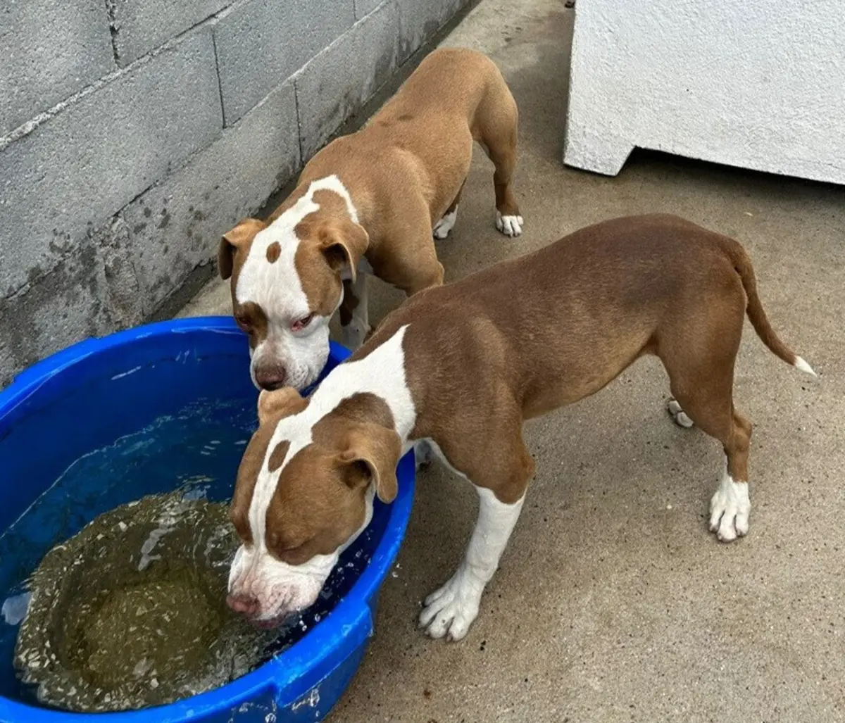 GNR recuperou cães que haviam sido furtados, em Almeirim