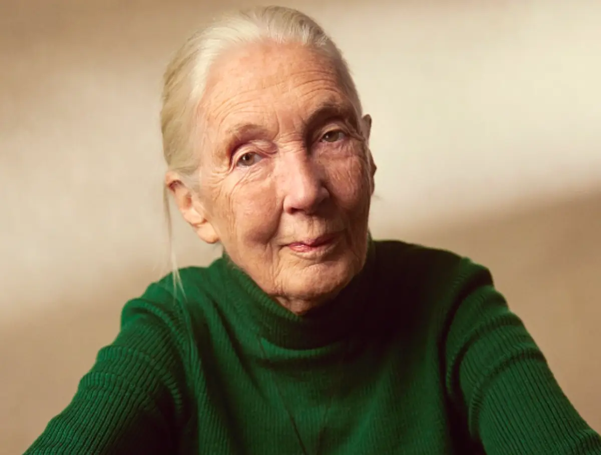 Imagem de contexto do artigo Morreu Jane Goodall. Cientista e ativista tinha 91 anos