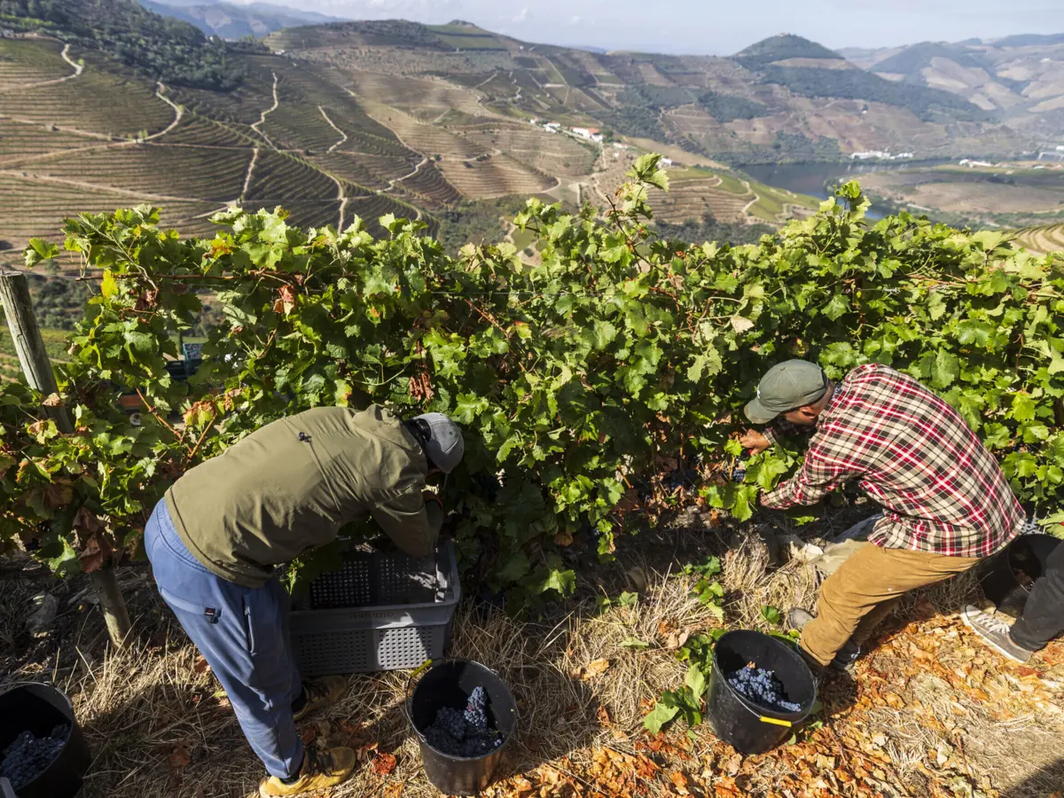 Casa do Douro alega não ter condições para apoiar produtores