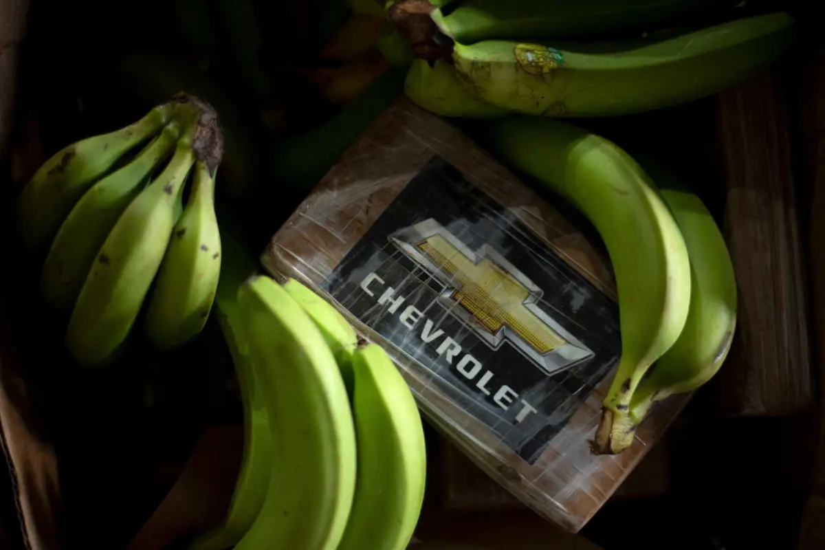 Droga vinha dissimulada num contentor carregado com bananas do Equador