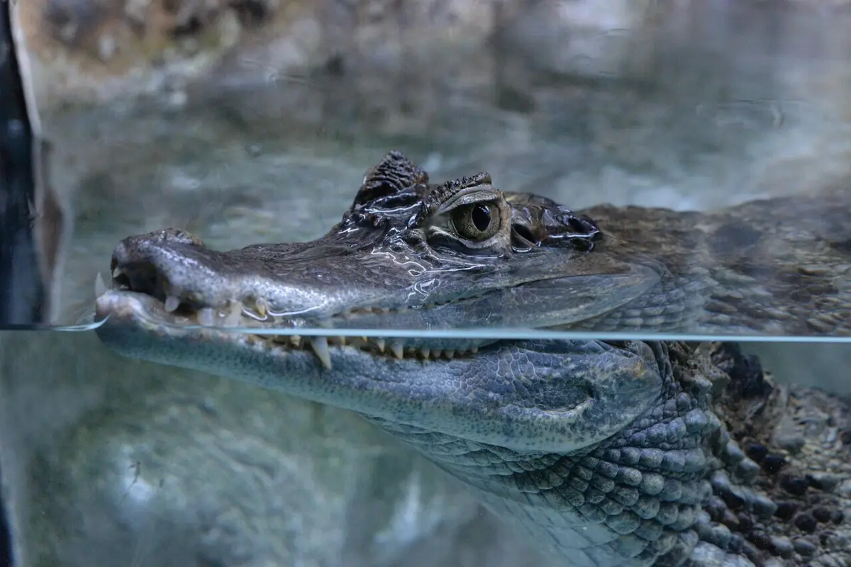 Imagem de contexto do artigo Enfiou os dedos nos olhos do jacaré para salvar a mulher