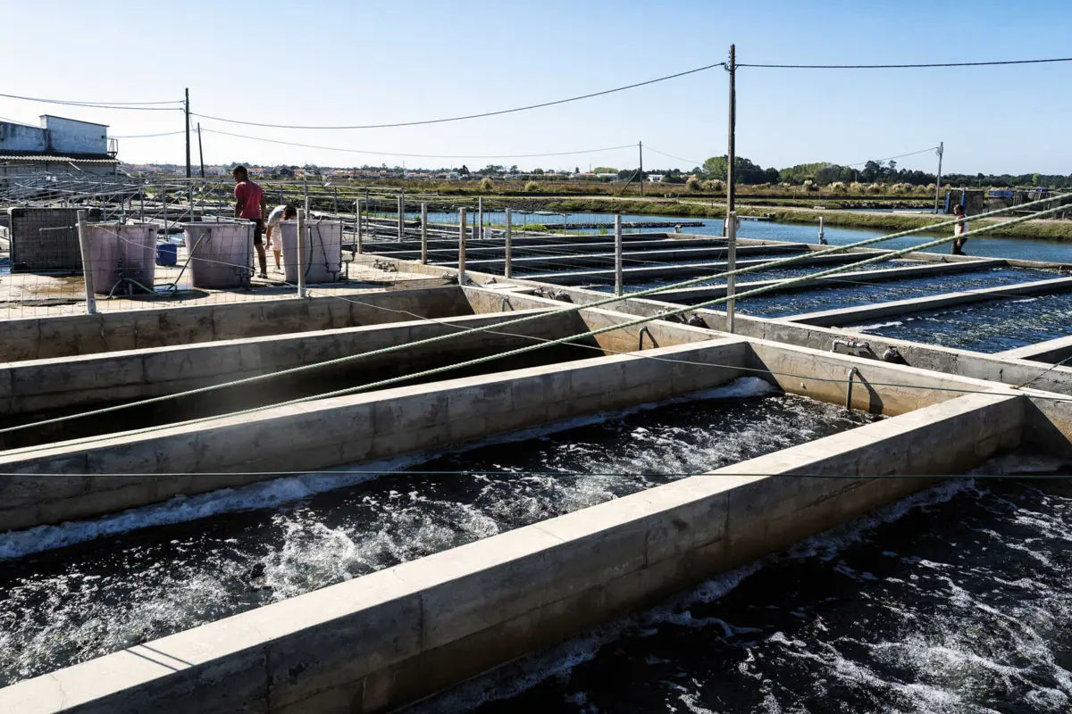 Algas crescem separadas em tanques, mas aproveitam água usada na produção de peixes