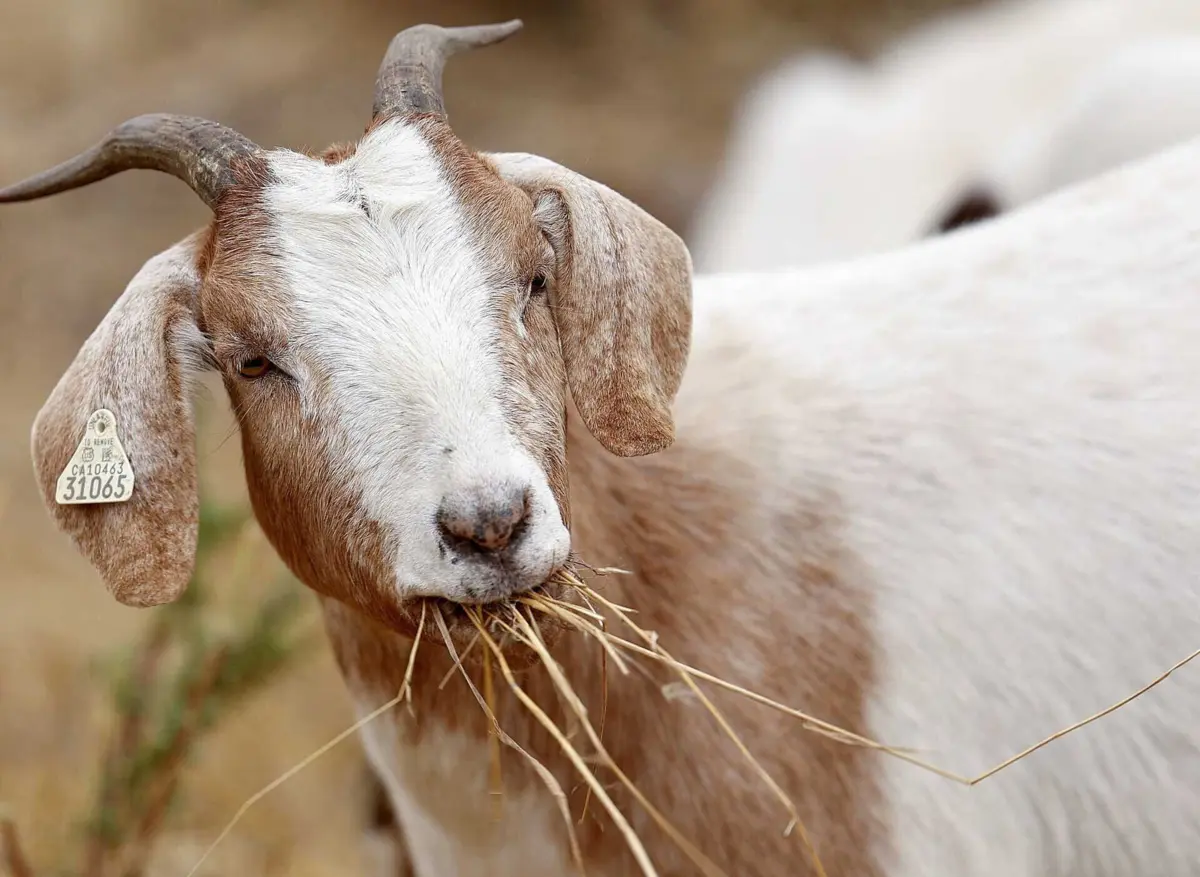 Alicudi tem seis vezes mais cabras do que habitantes