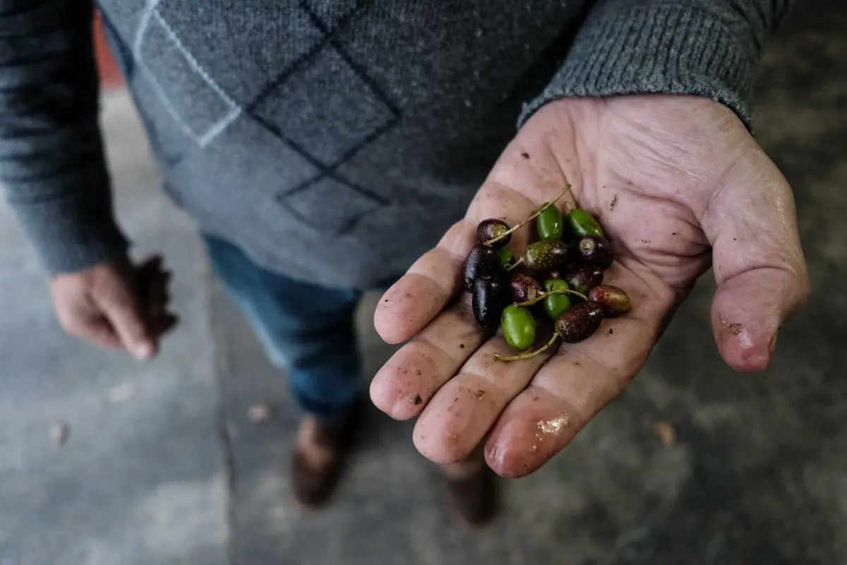 O dia limite para entregar azeitona no lagar de António Pedroso terminou quinta-feira