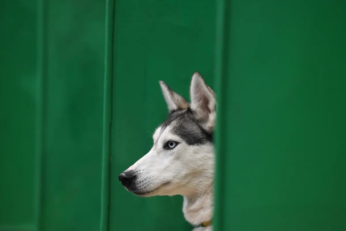O animal em causa era um husky siberiano