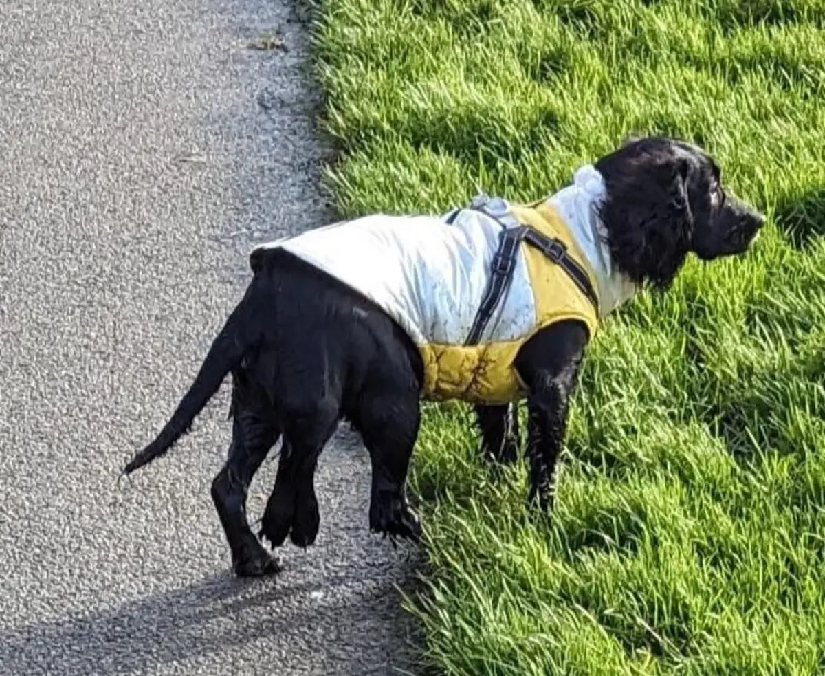 Imagem de contexto do artigo Cadela abandonada com seis patas é operada graças a doações