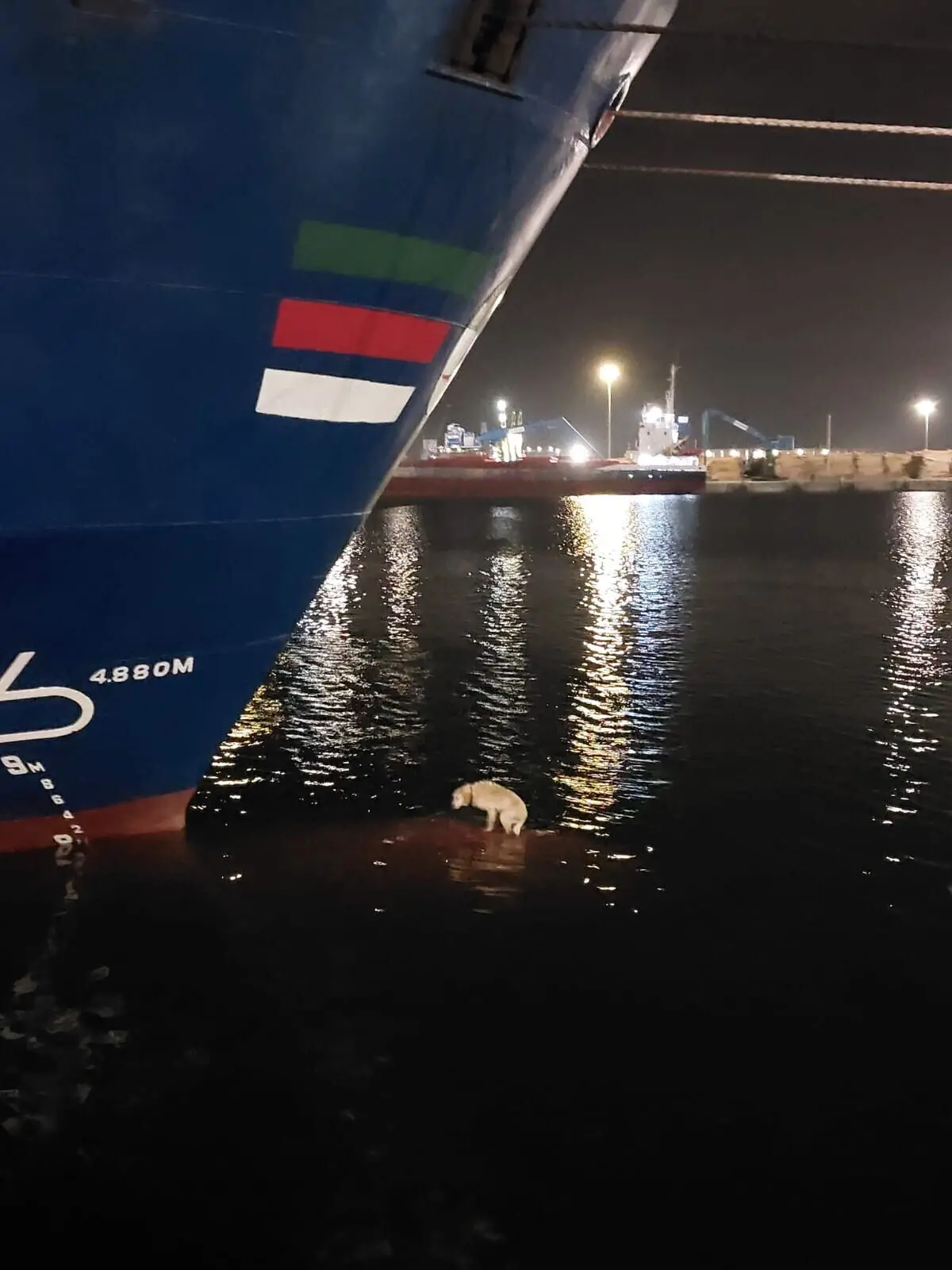 Cão estava numa situação perigosa na proa do navio