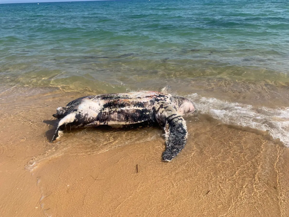 Animais encontrados em elevado estado de decomposição