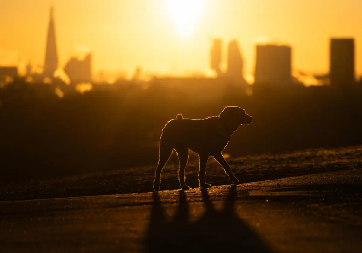 Imagem de contexto do artigo Alguns cães conseguem expandir vocabulário ouvindo as conversas dos donos