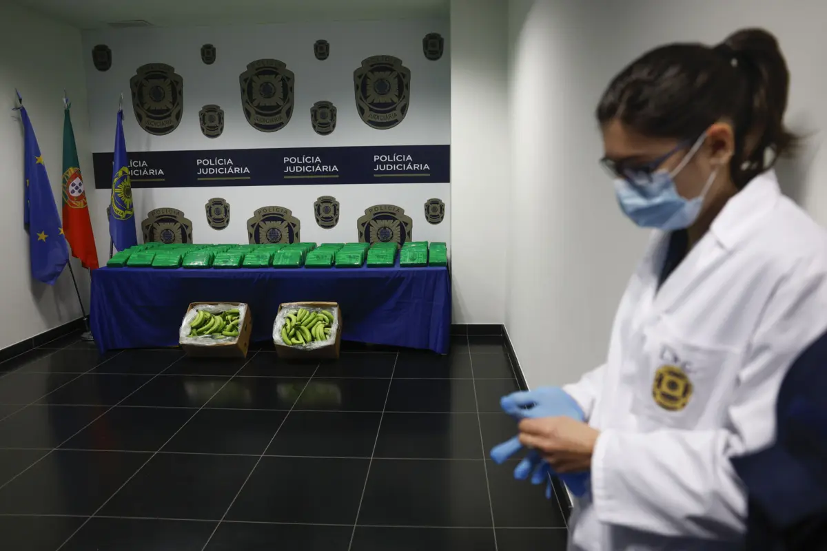 Polícia Judiciária mostrou parte da cocaína escondida em carga de bananas