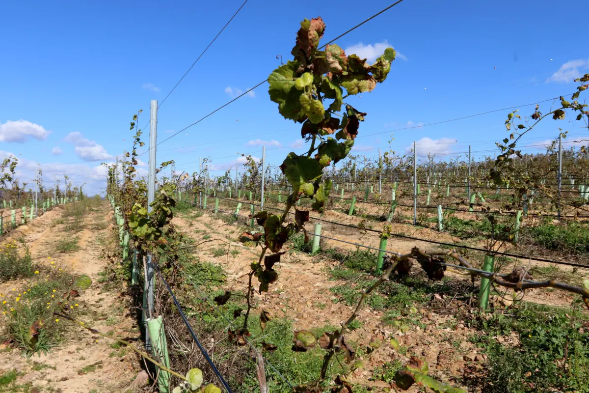 Vinhos verdes de portas abertas este sábado