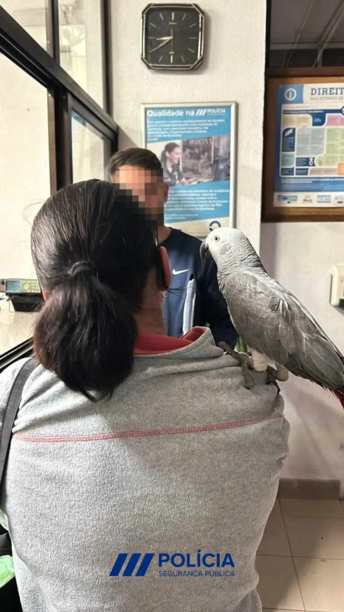 Papagaio estava na casa de uma vizinha da legítima dona