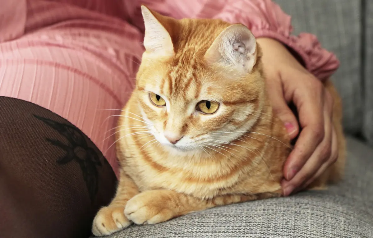 Imagem de contexto do artigo Vá de férias e deixe o seu gato em boas mãos