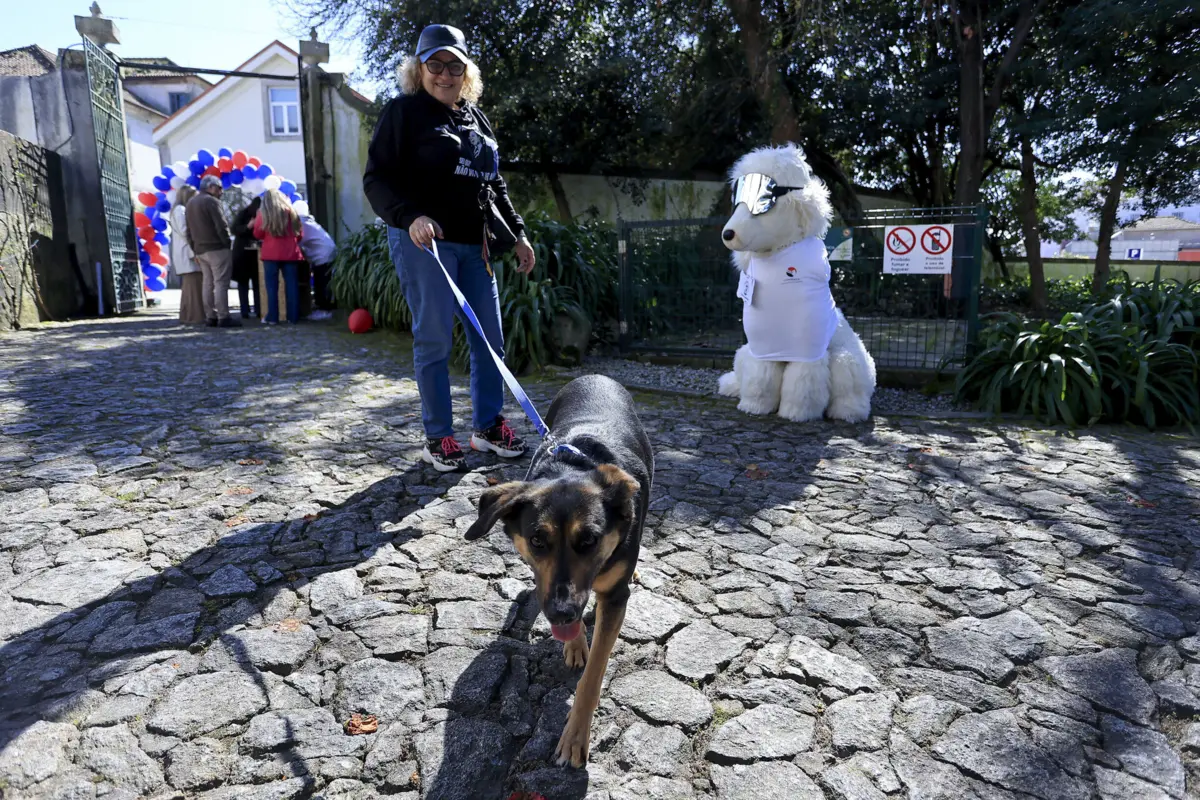 Associação resgata em média 320 cães e gatos por ano