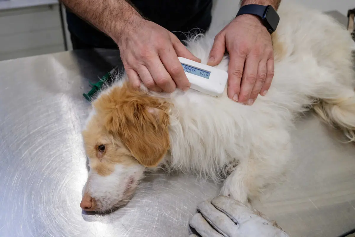 Veterinários podem ver os animais e, se necessário, encaminhá-los para consulta presencial