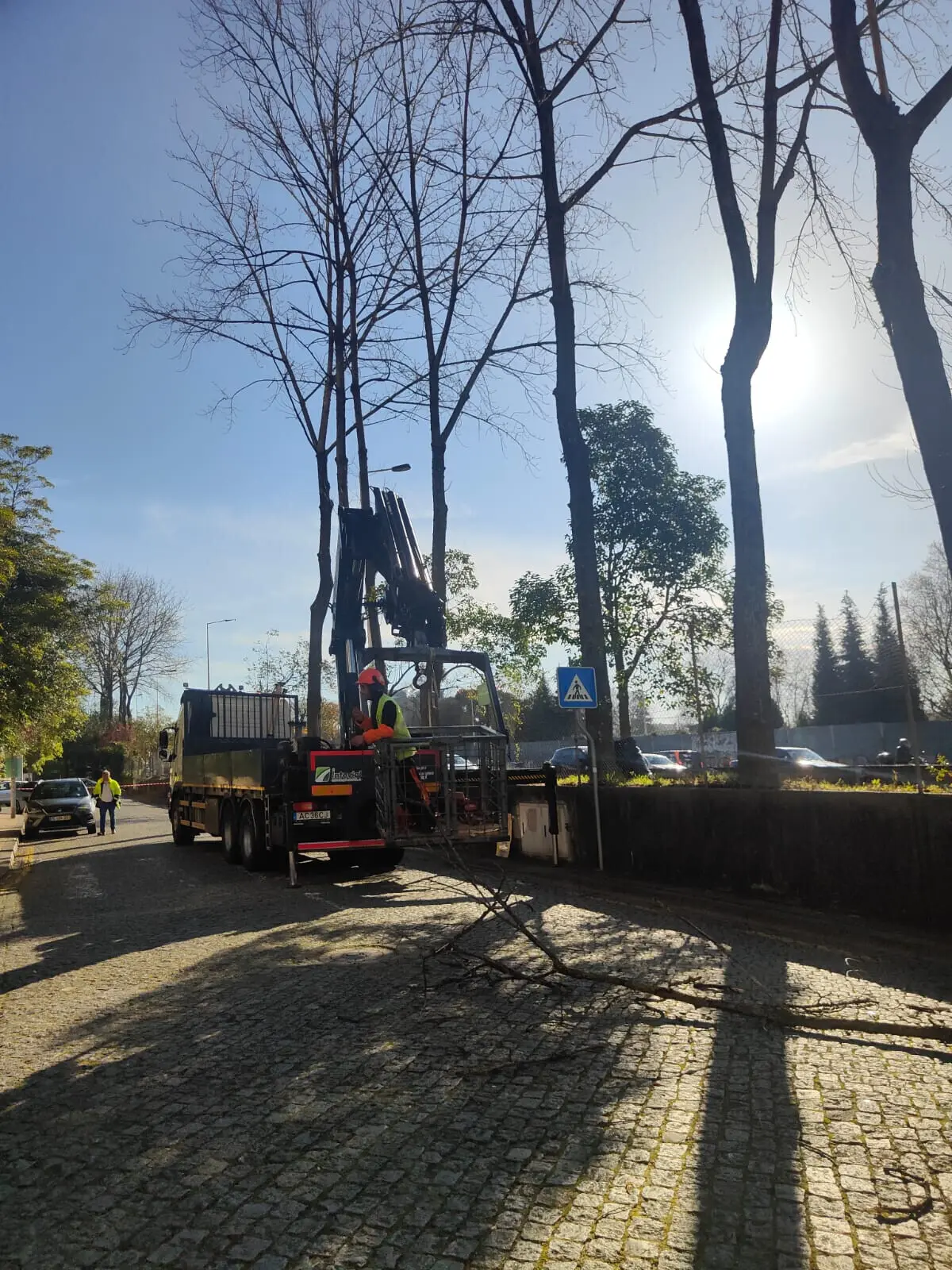 Em causa estava o abate de cerca de 60 choupos na rua Maria Lamas