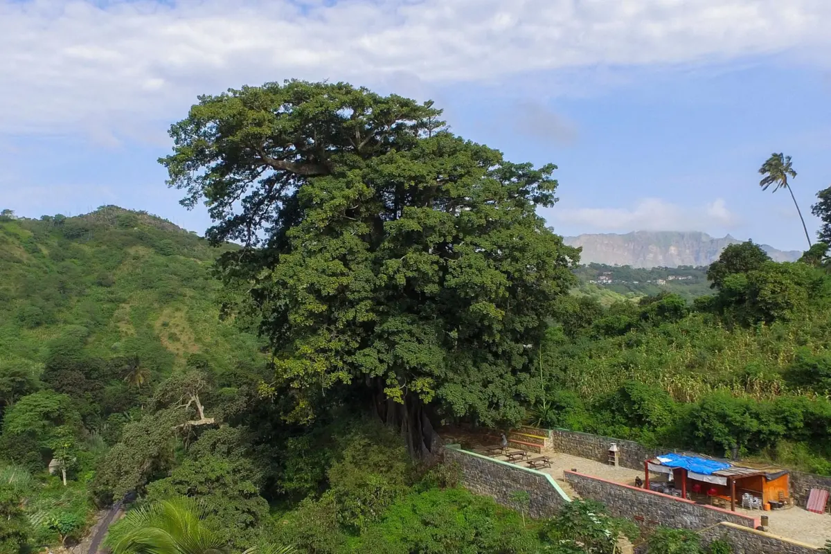 Imagem de contexto do artigo Fora das praias, a maior árvore de Cabo Verde atrai cada vez mais turistas