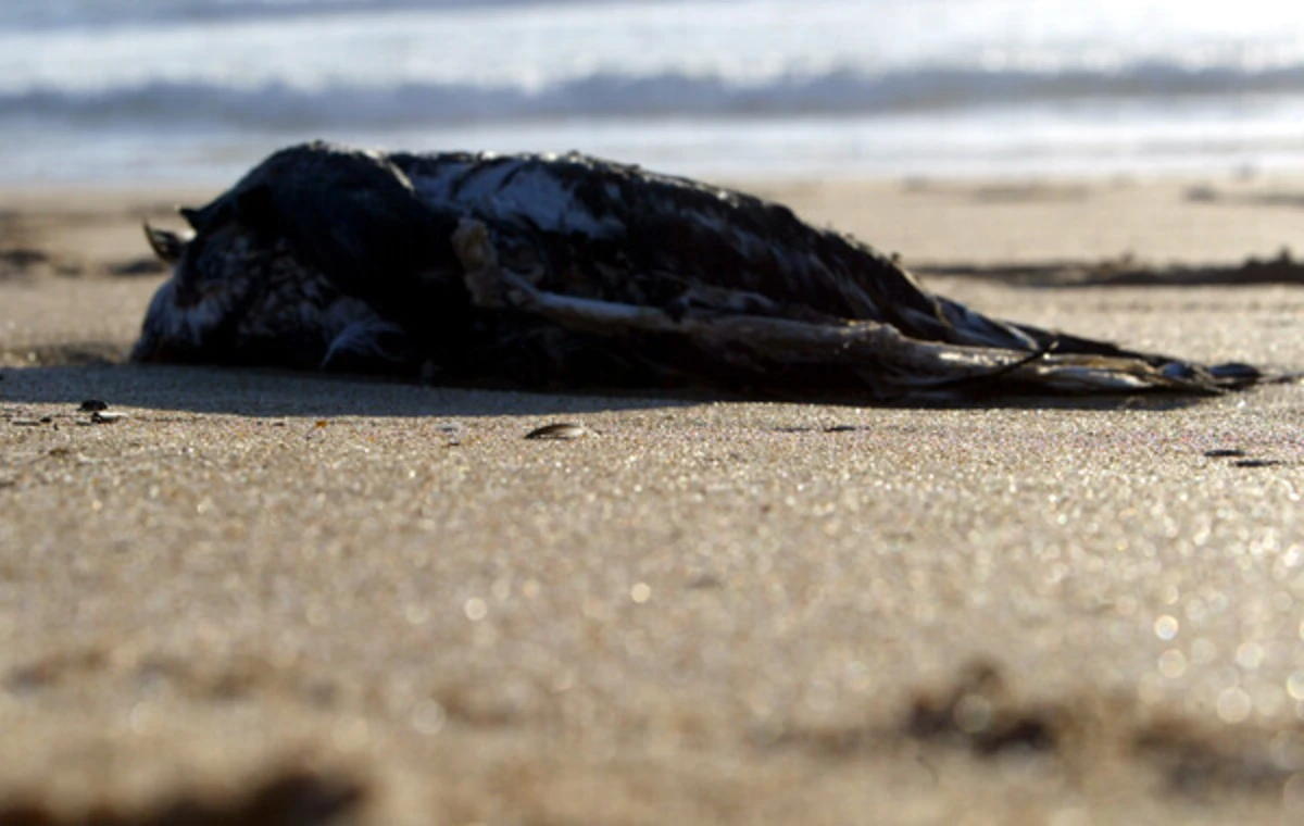 A manipulação de aves doentes ou mortas deve ser evitada