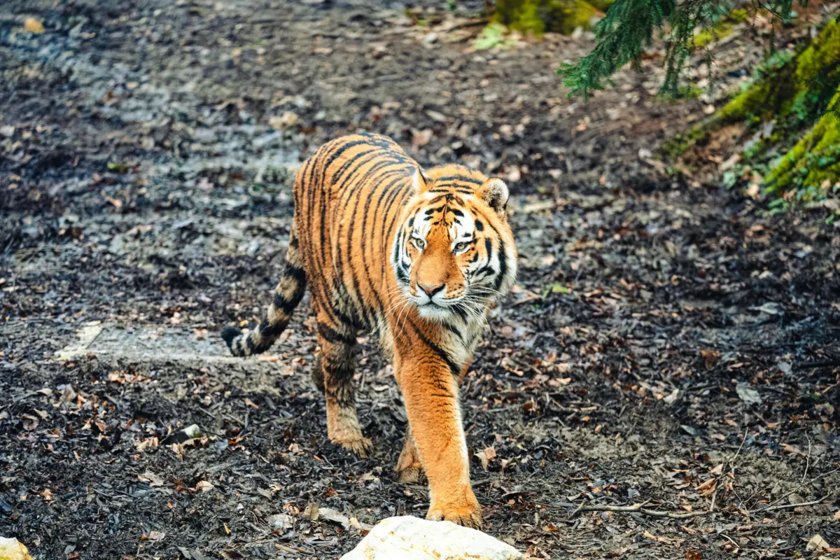 Imagem de contexto do artigo Tigre-de-bengala abatido com catanas e barras de ferro na Índia