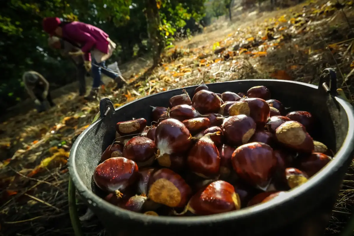 A castanha é mais pequena por causa das alterações climáticas