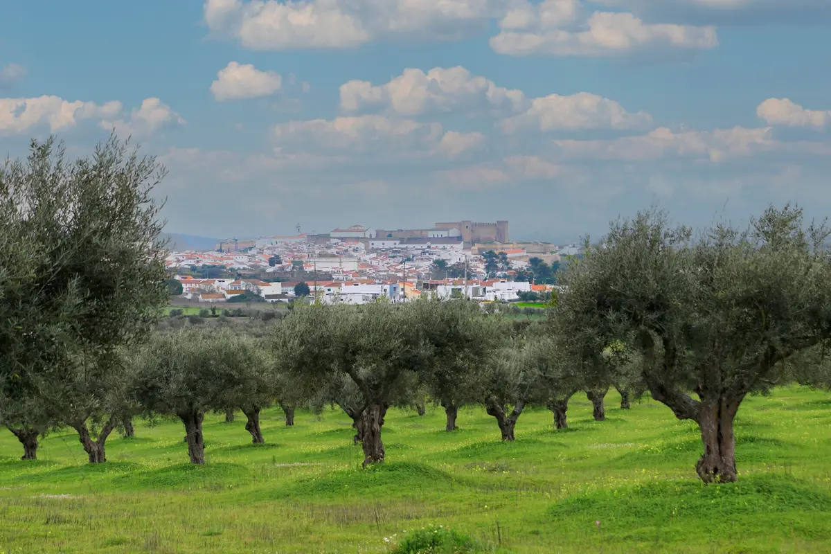 Produção de azeite ascendeu a 180 mil toneladas em 2024