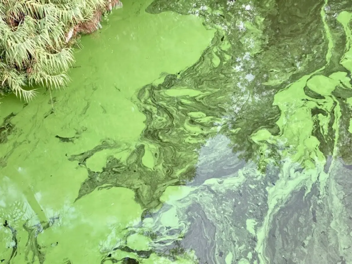 Imagem de contexto do artigo Ambientalistas dizem que "bloom de algas" que contamina rio Tejo é oriunda de Espanha