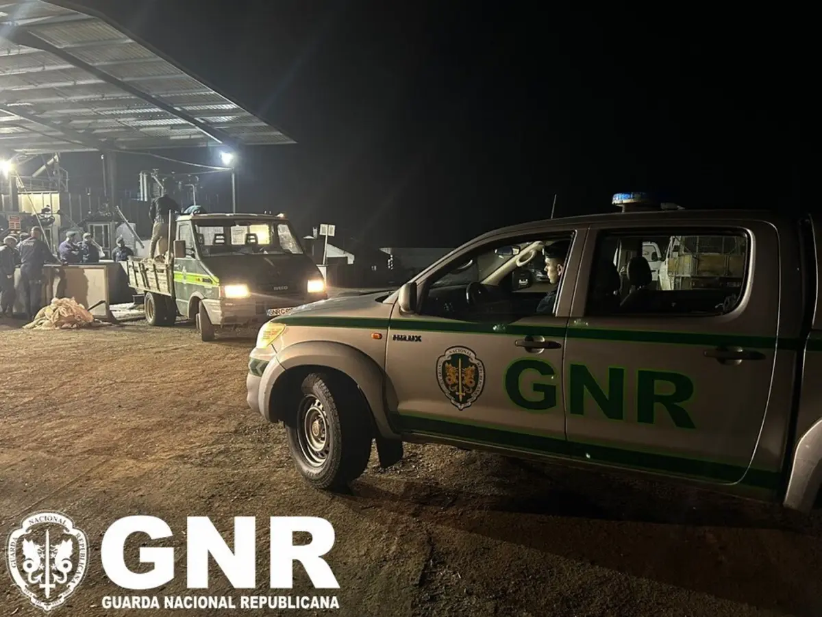 Imagem de contexto do artigo GNR apreende dez toneladas de azeitona furtada em Aljustrel