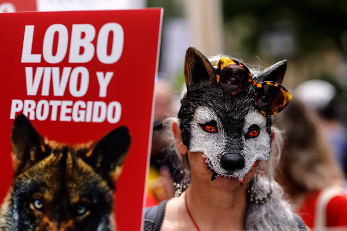 Os países da UE têm até janeiro de 2027 para transpor a redução da proteção do lobo ou rejeitá-la