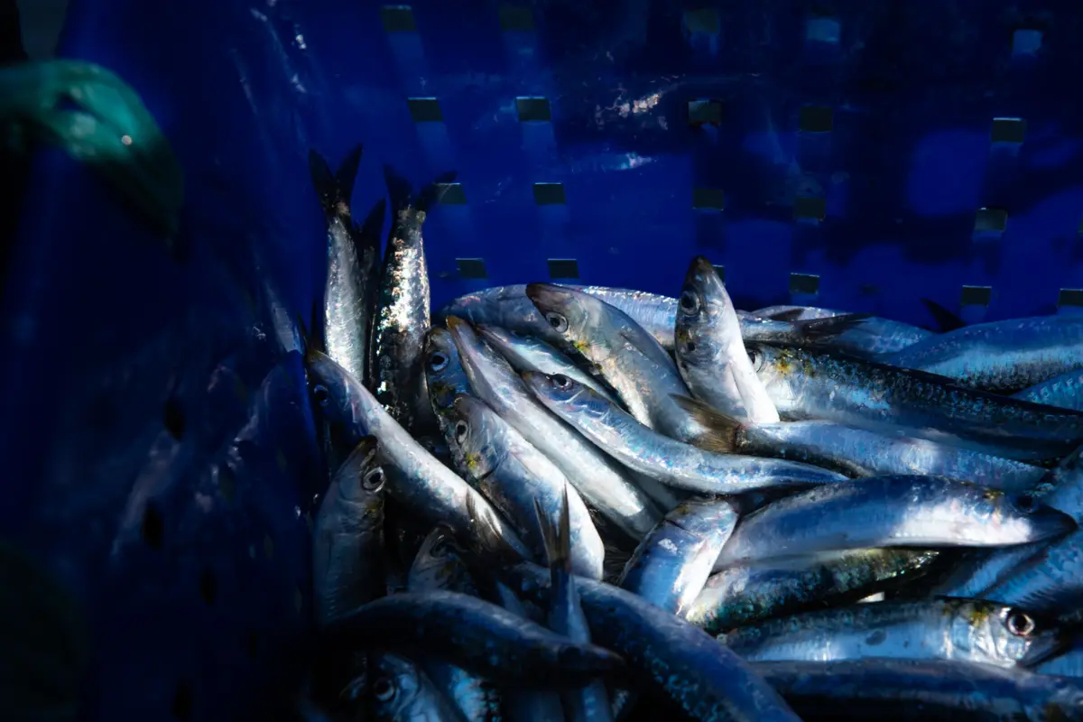 A pesca da sardinha reabriu a 2 de maio