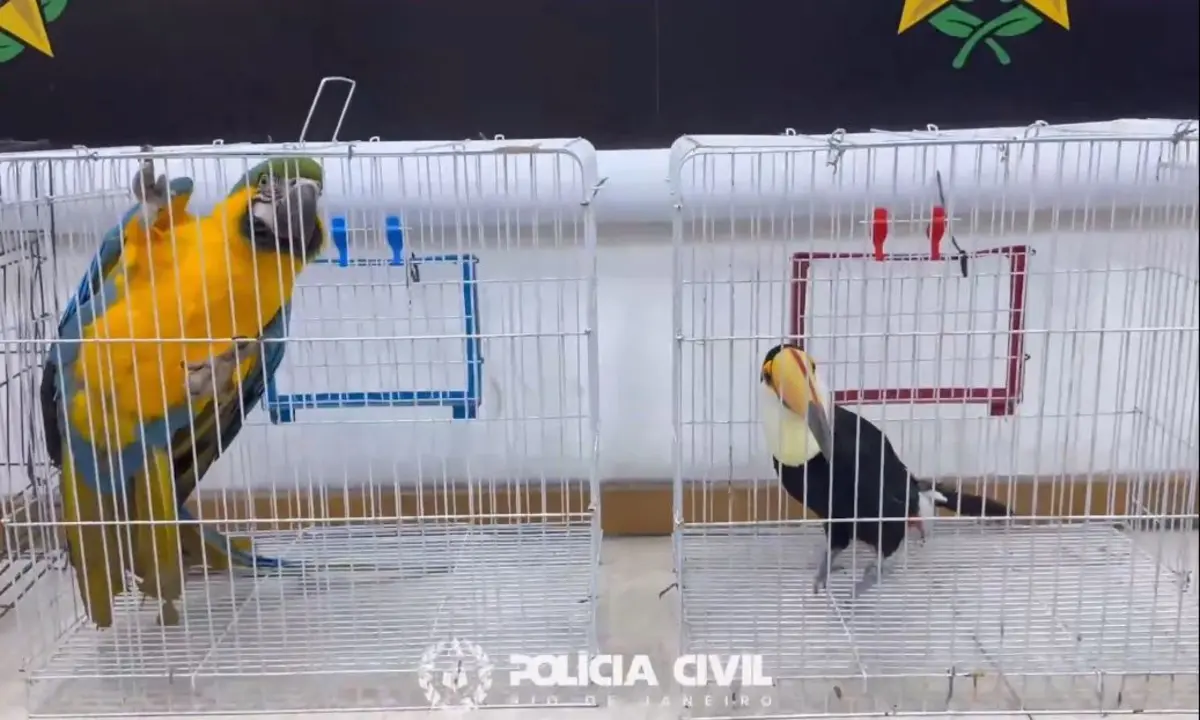 Centenasde animais foram resgatados