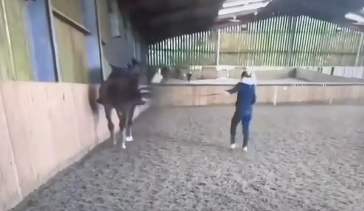 Imagem de contexto do artigo Atleta britânica banida dos Jogos Olímpicos por chicotear cavalo "24 vezes num minuto"