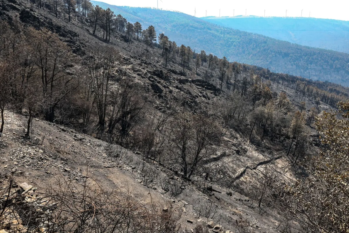 O incêndio destruiu as pastagens e o renovo só acontecerá lá para março