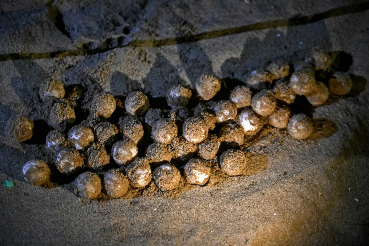 Tartarugas estão a fazer o suficiente para garantir que os seus ovos continuam a eclodir, nidificando mais cedo e a temperaturas mais ideais.