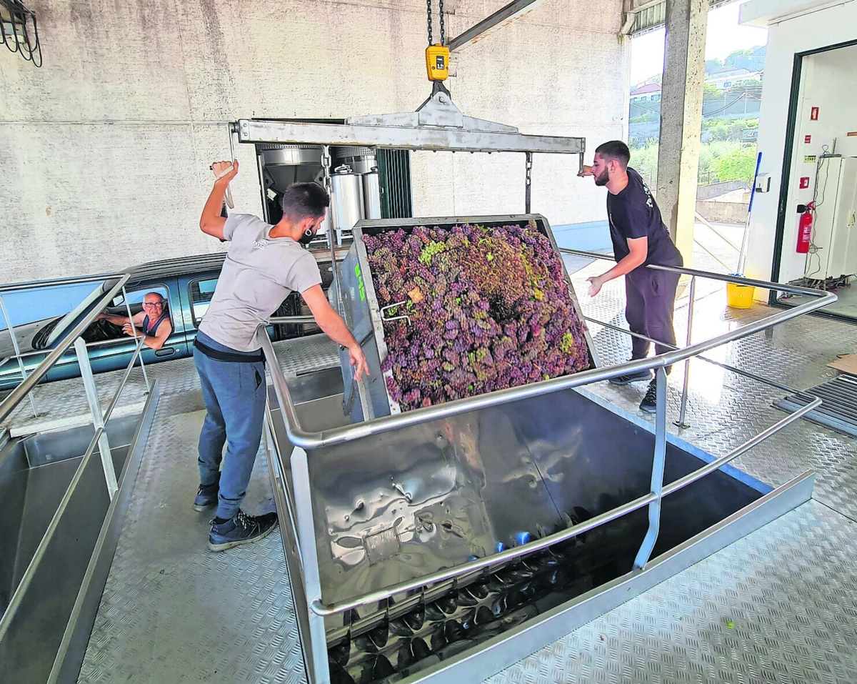 Uvas começam a chegar às adegas cooperativas de todo o país