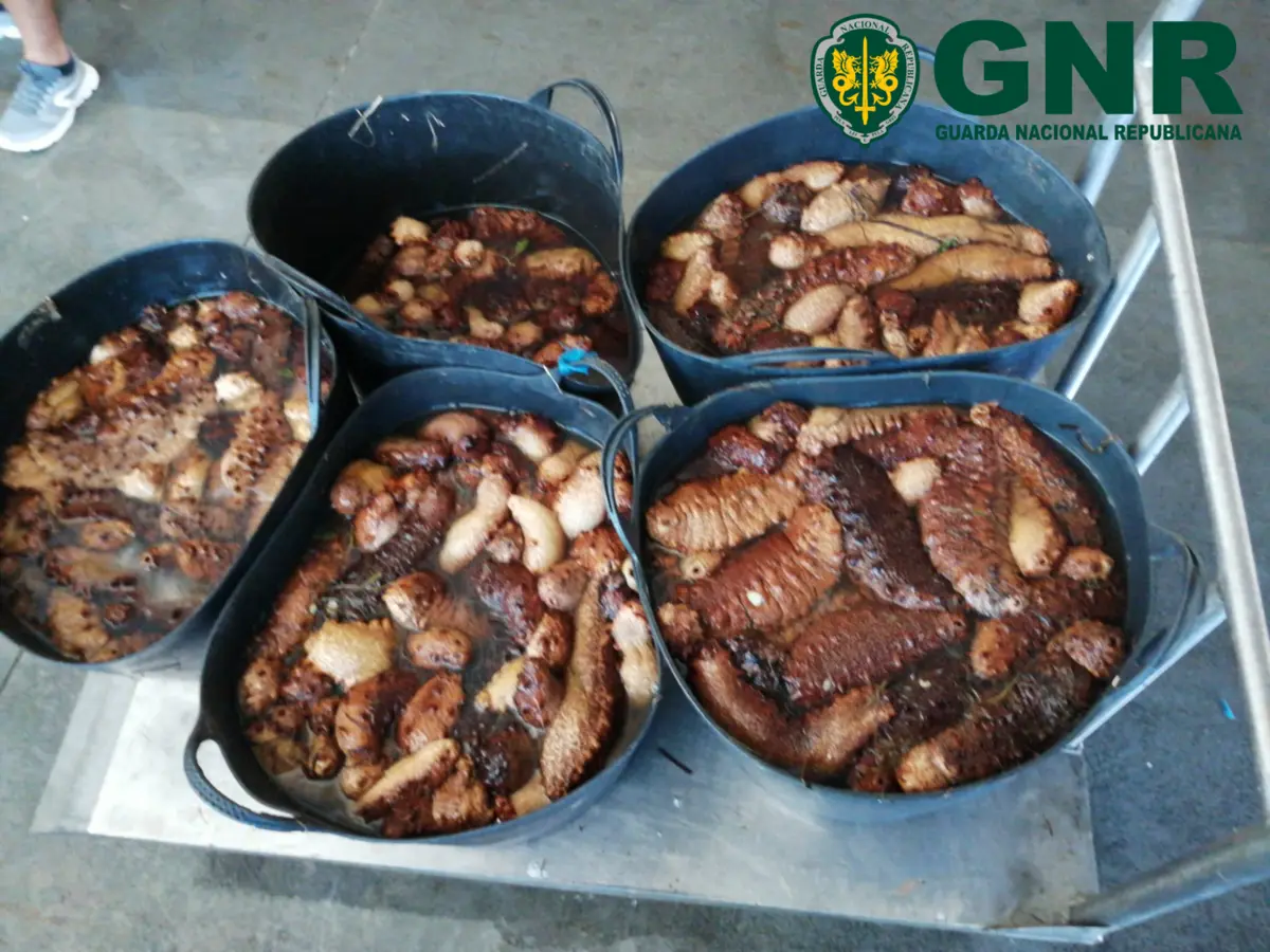 Imagem de contexto do artigo GNR apreendeu 162 quilos de pepinos-do-mar em Olhão