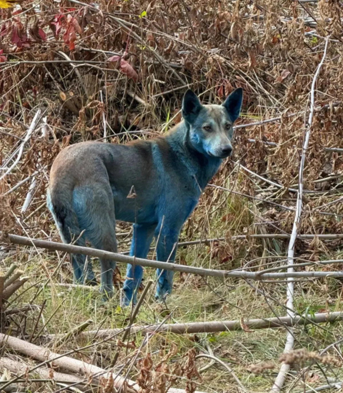 Os observadores destacam que situações como esta mostram como Chernobyl permanece um laboratório natural para estudar as consequências a longo prazo de um acidente nuclear