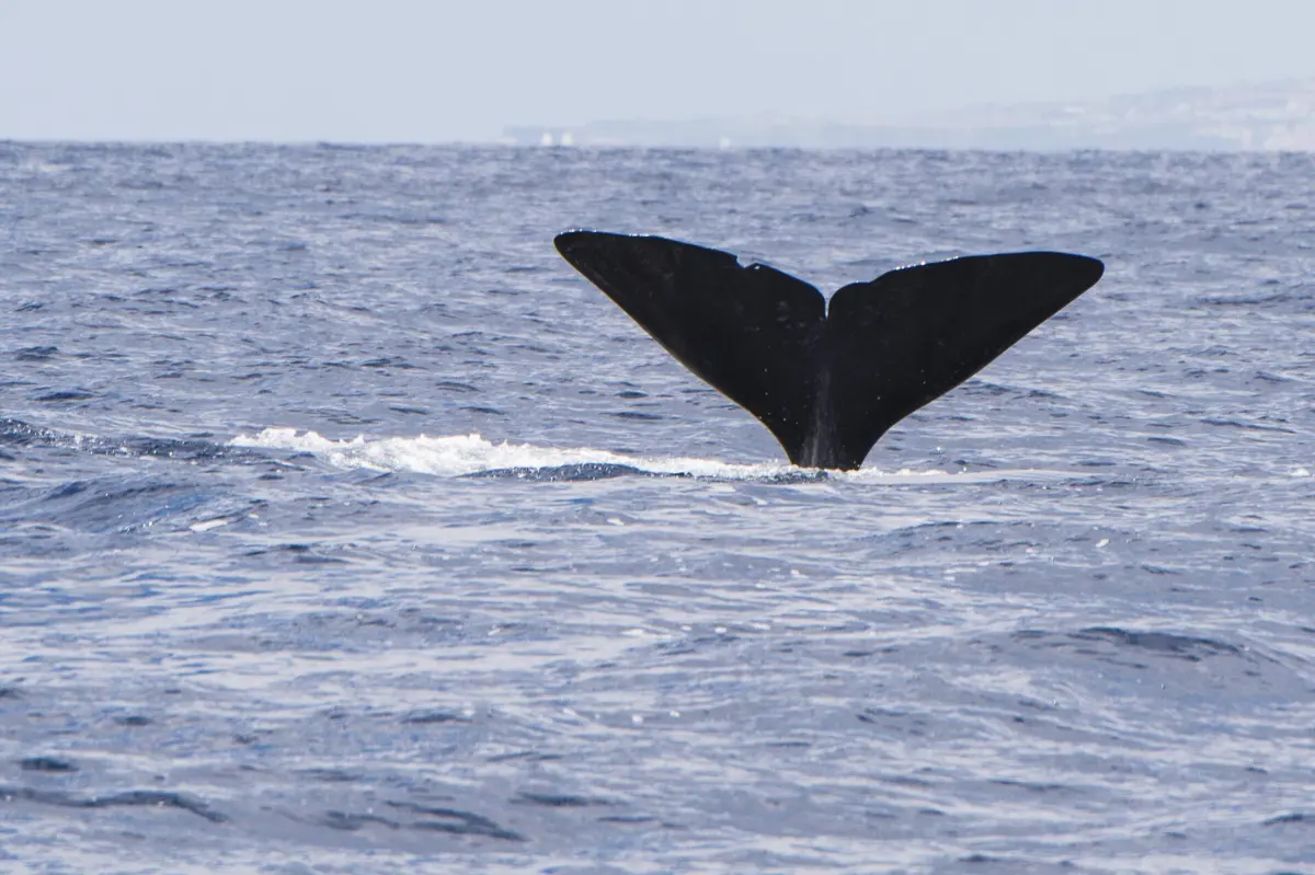 Islândia permite a caça anual de 426 animais por época