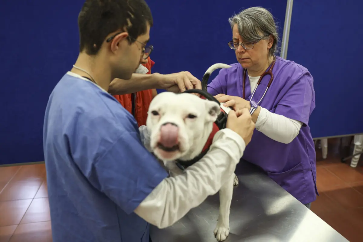 A Animalife conta com assistentes sociais e veterinários