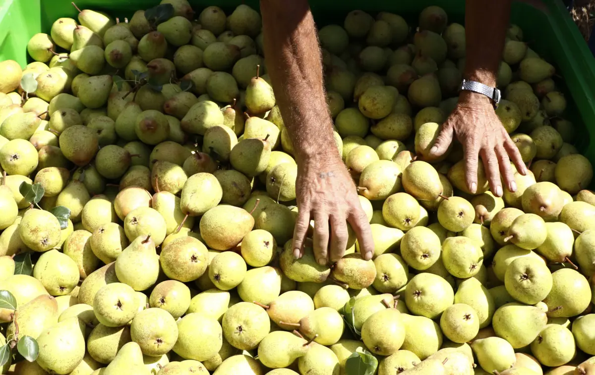 Pera Rocha é o principal motor económico do Bombarral