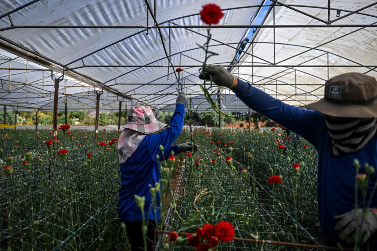 Imagem de contexto do artigo A colheita de cravos para celebrar uma revolução que chegou há 50 anos