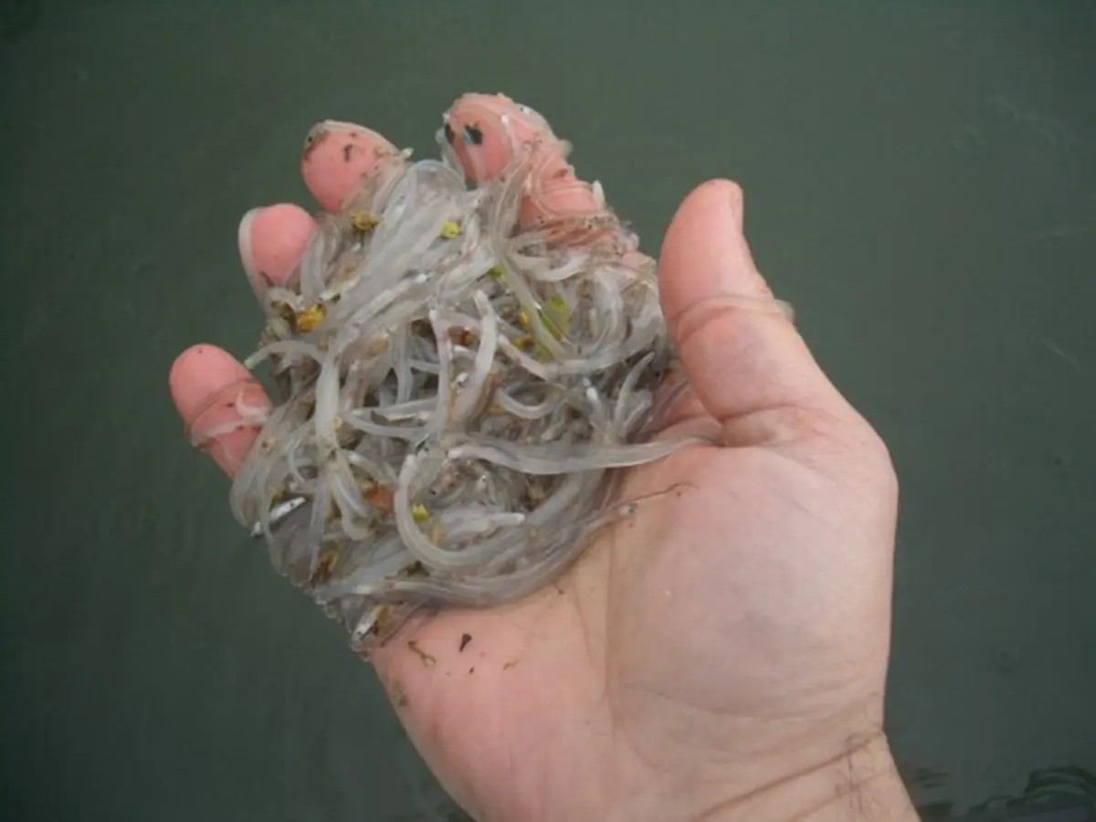 Quilo de meixão pode atingir 6500 euros