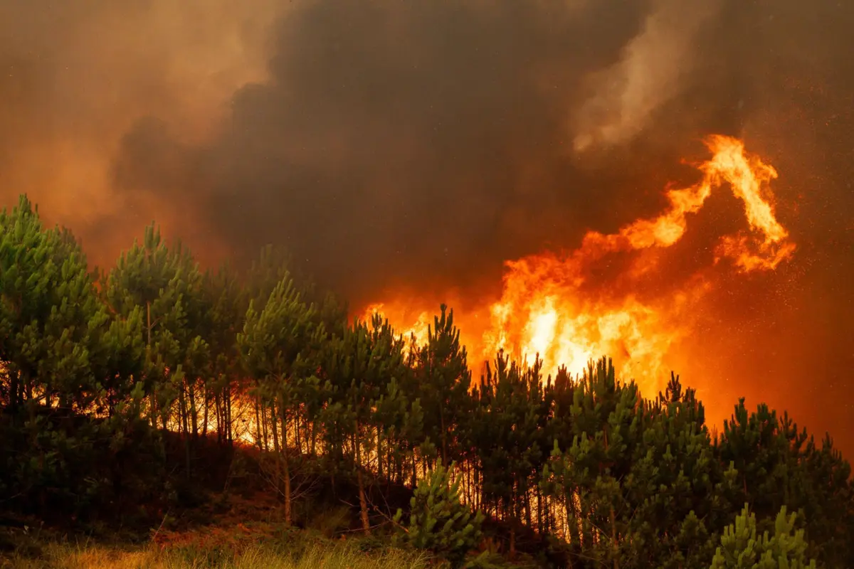 Incêndios florestais entre as causas do aumento das emissões de CO2