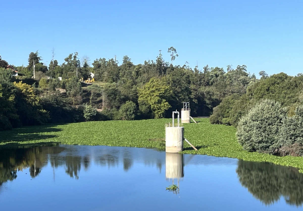 Plantas invasoras continuam presentes em grande número no rio Cávado