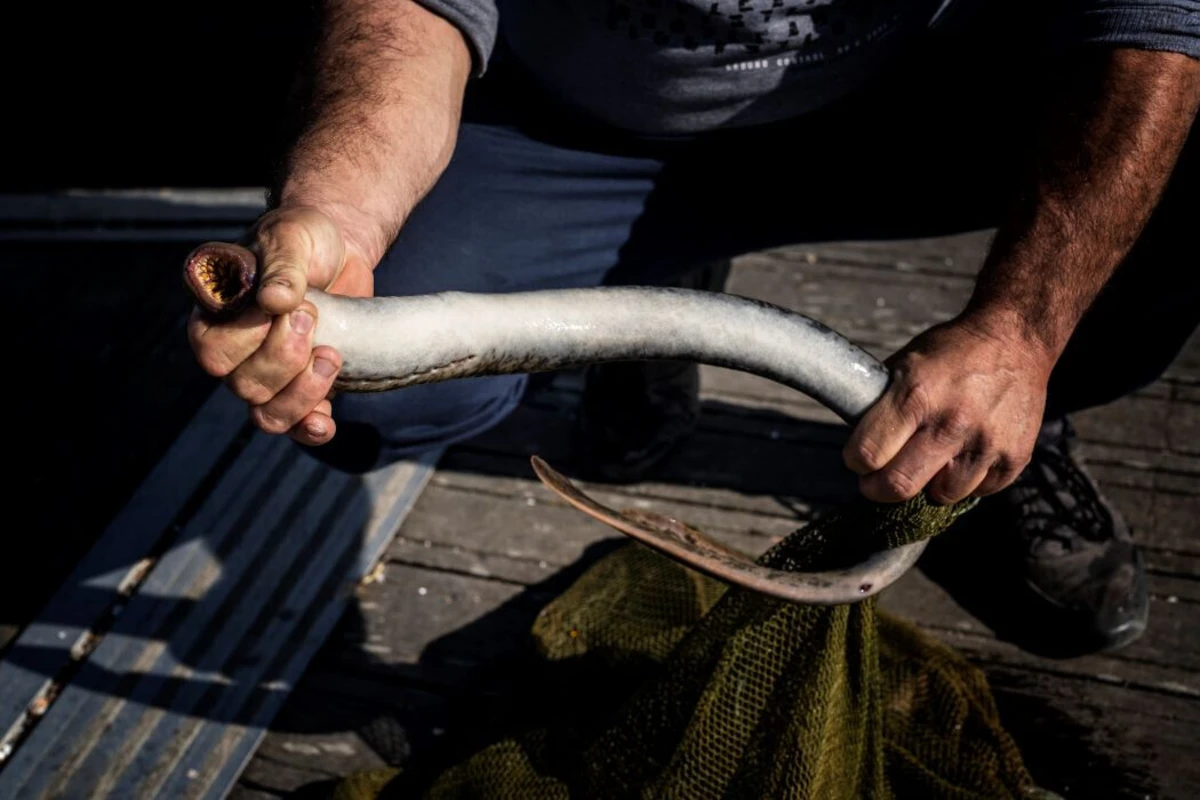 Coimbra quer recuperar ecossistema da lampreia no Mondego