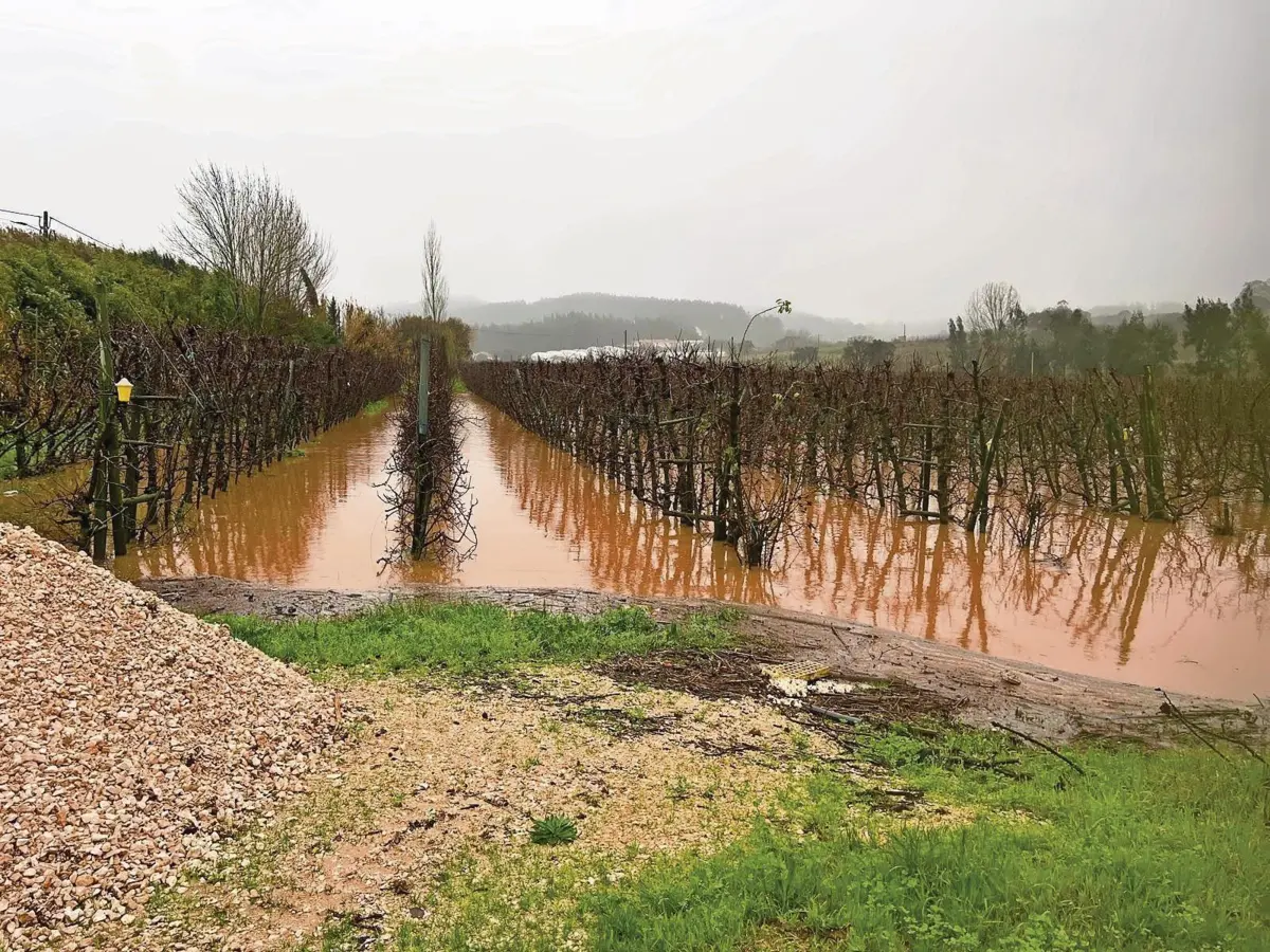 Macieiras cobertas de água na zona de Alcobaça