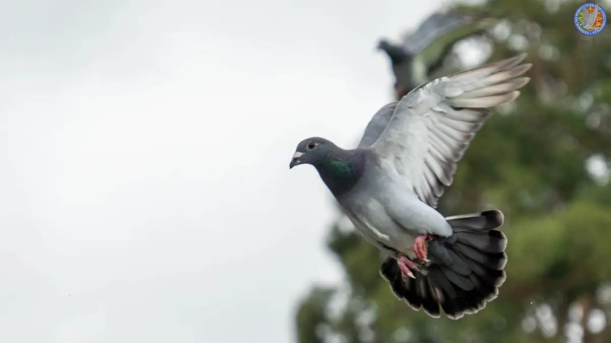 Gyokeres, o pombo português que é campeão do Mundo
