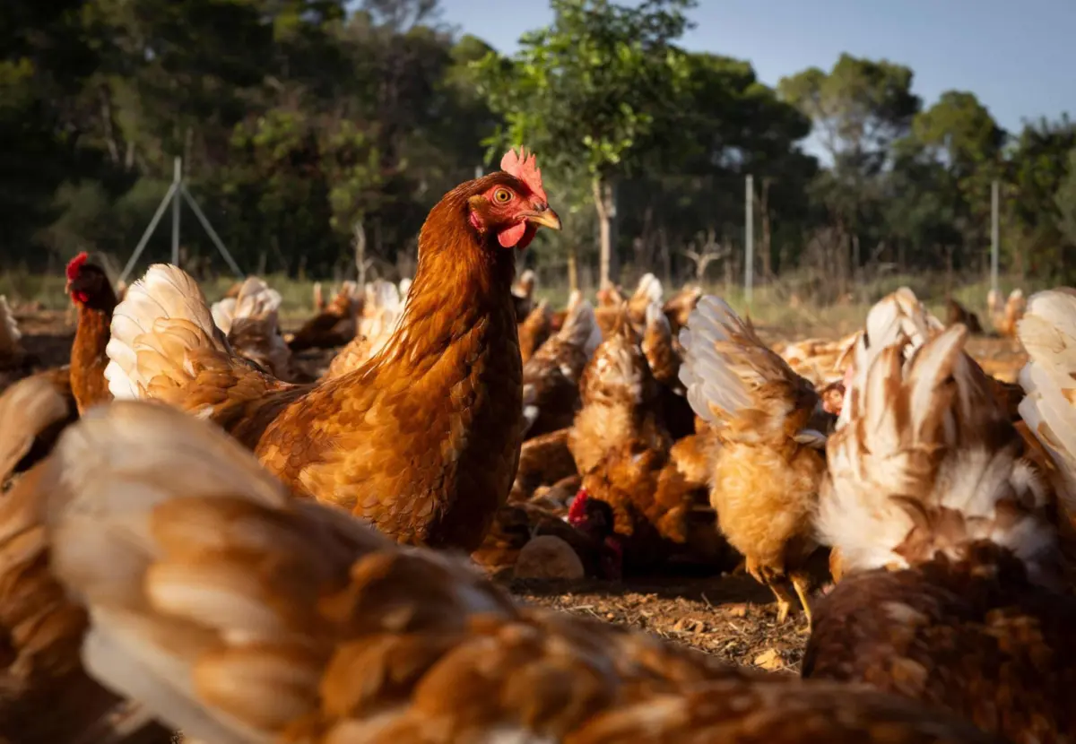 Há ordem de confinamento para as aves domésticas, para se evitar o contacto com as migradoras
