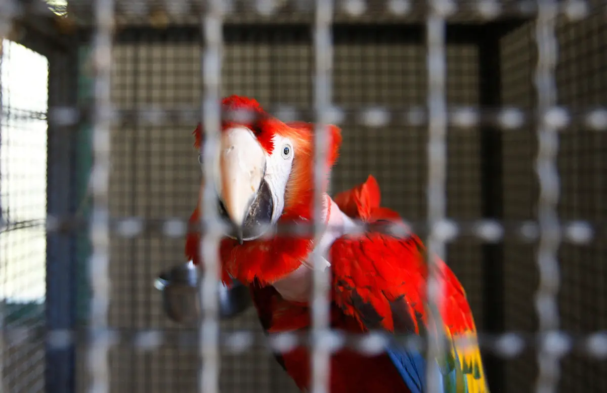Papagaios, araras, periquitos e canários entre aves mais apreendidas
